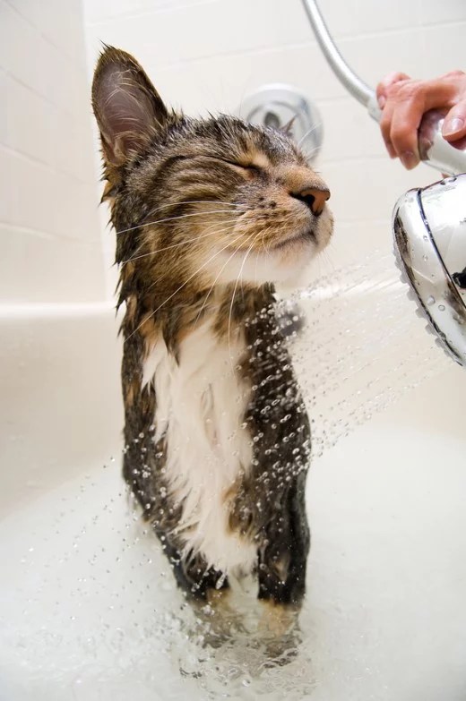 catbath